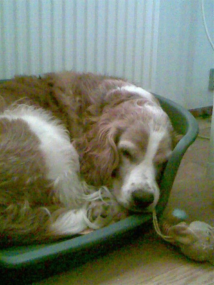 Welsh springer spaniel Qitaihe - Øffe billede 4
