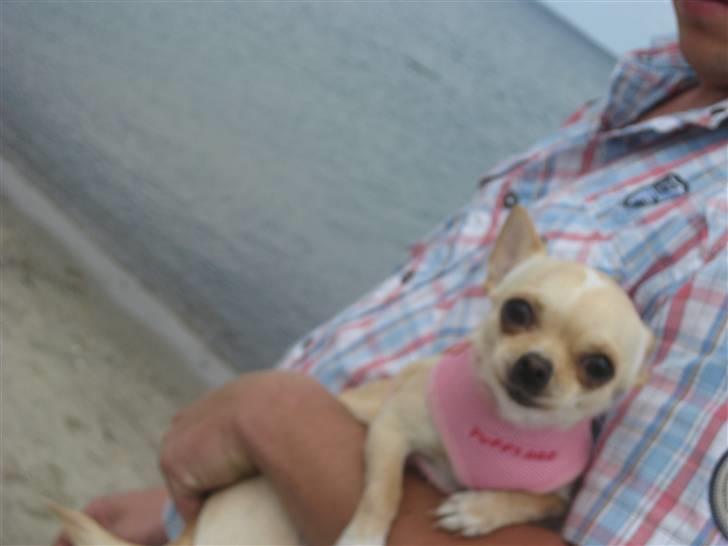 Chihuahua Mille  - Her sidder jeg på fars arm :) billede 20