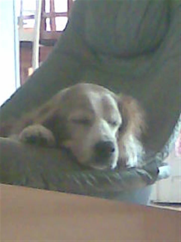 Welsh springer spaniel Qitaihe - Øffe billede 5