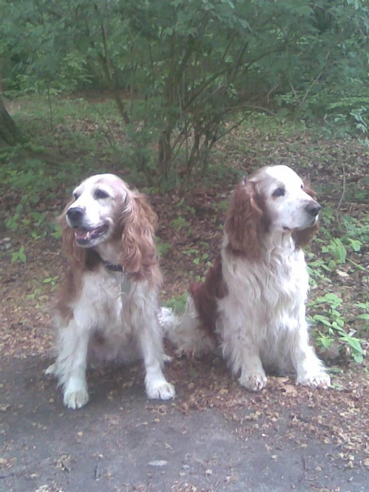 Welsh springer spaniel Qitaihe - Øffe billede 6