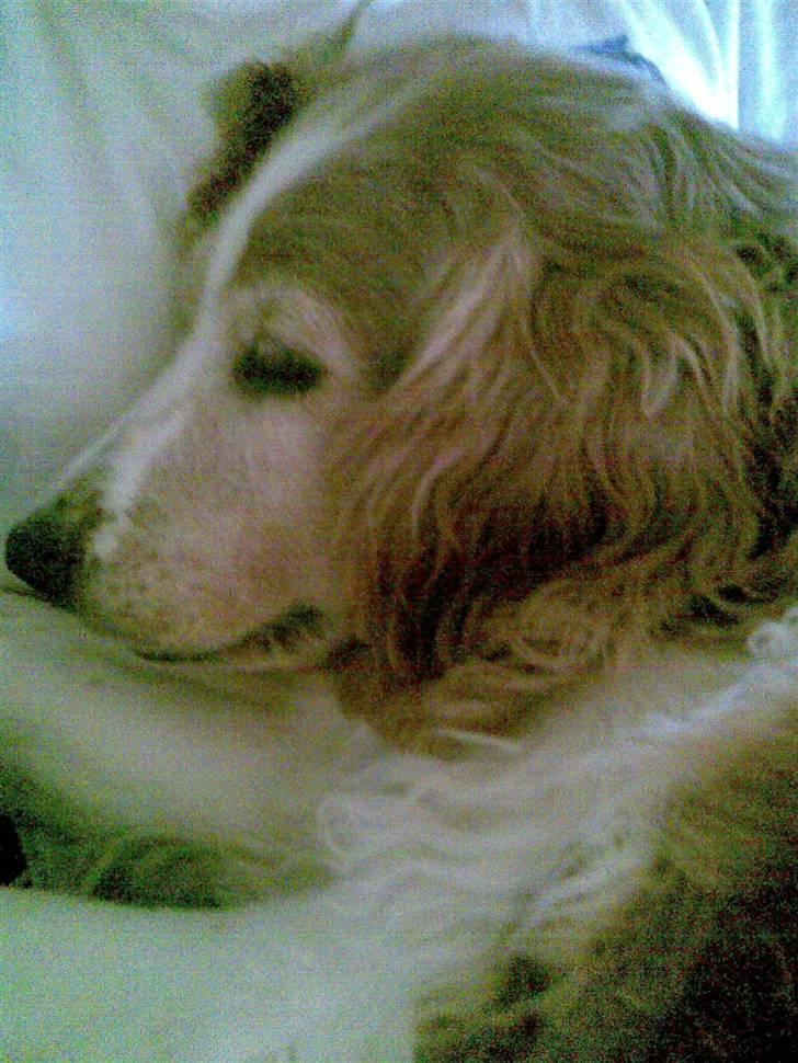 Welsh springer spaniel Qitaihe - Øffe billede 7