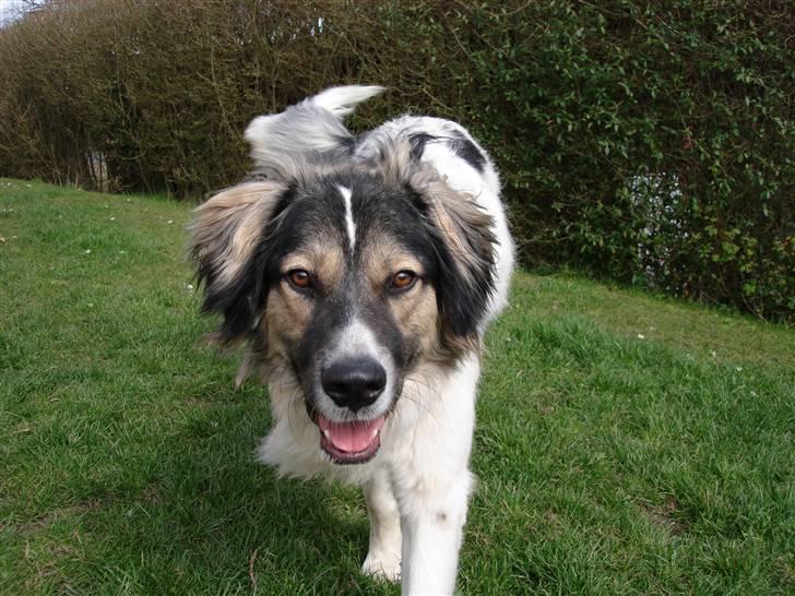 Blanding af racer Otto græsk gadehund billede 6