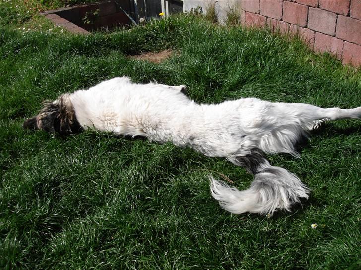 Blanding af racer Otto græsk gadehund billede 7