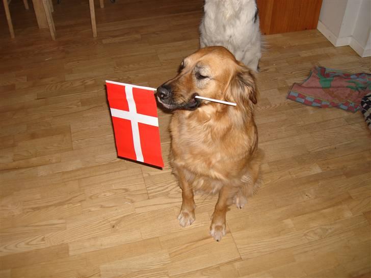 Blanding af racer Molly billede 1