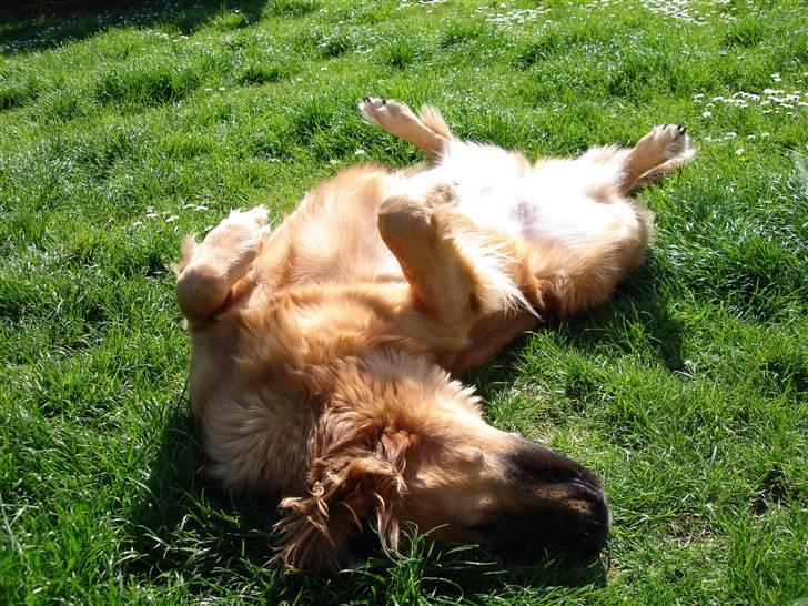 Blanding af racer Molly billede 7