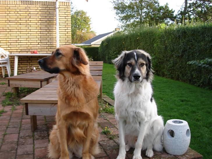 Blanding af racer Molly billede 8