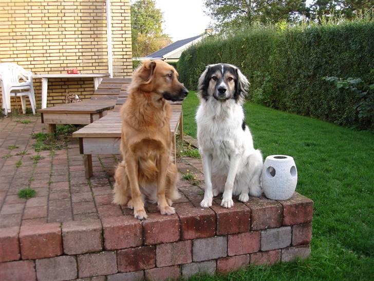 Blanding af racer Otto græsk gadehund billede 8