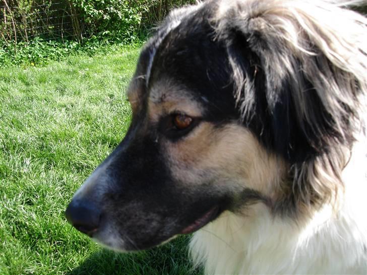 Blanding af racer Otto græsk gadehund billede 9