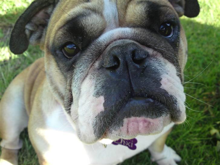 Engelsk bulldog Dixi Gromadka Bubiny *RIP* billede 13