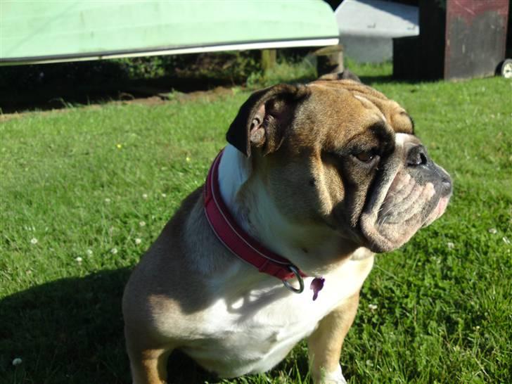 Engelsk bulldog Dixi Gromadka Bubiny *RIP* billede 14