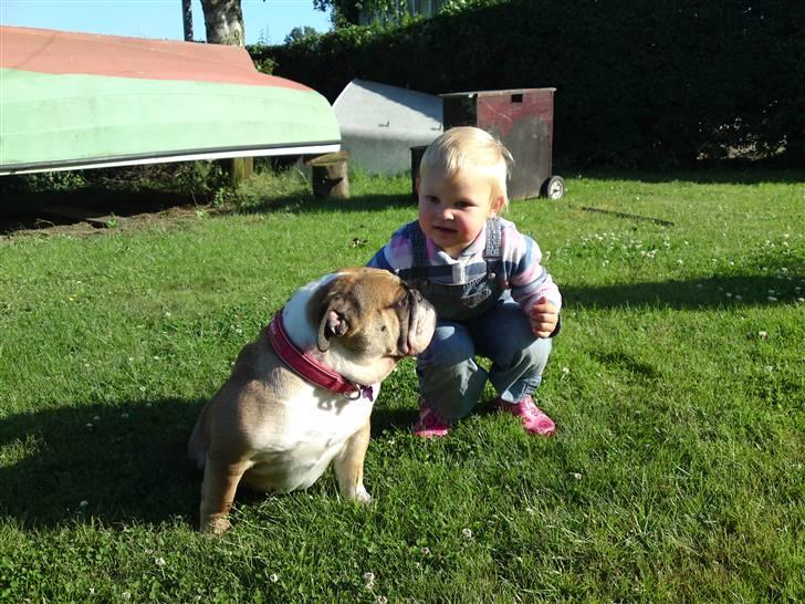 Engelsk bulldog Dixi Gromadka Bubiny *RIP* billede 15