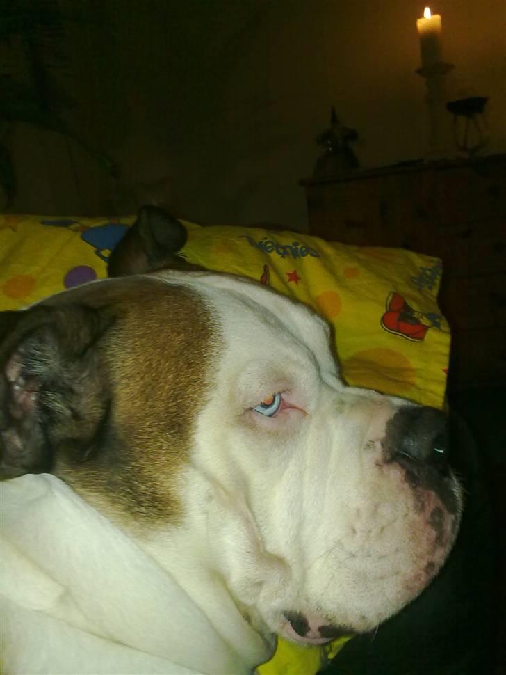 Amerikansk bulldog Tyson - Tigge unger alle 3 billede 16