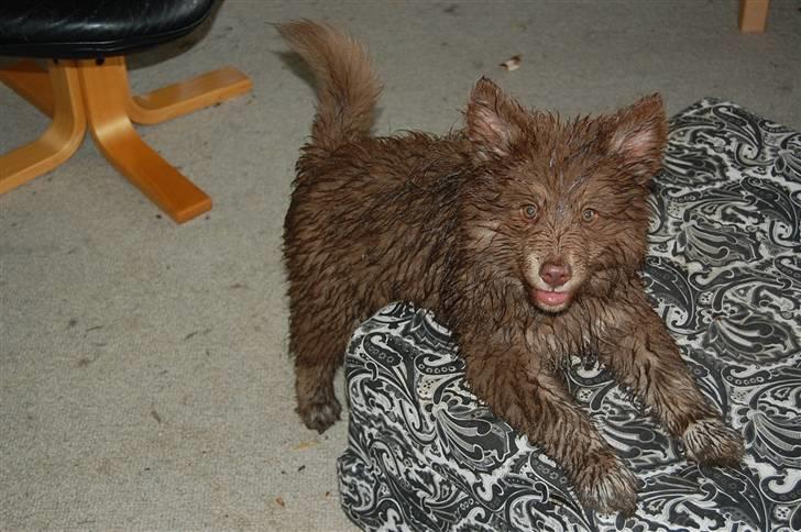 Finsk lapphund Fjällfarmens Qikki - Ja, sådan ser man altså ud når det har regnet :) En rigtig lømmel var hun xD billede 22