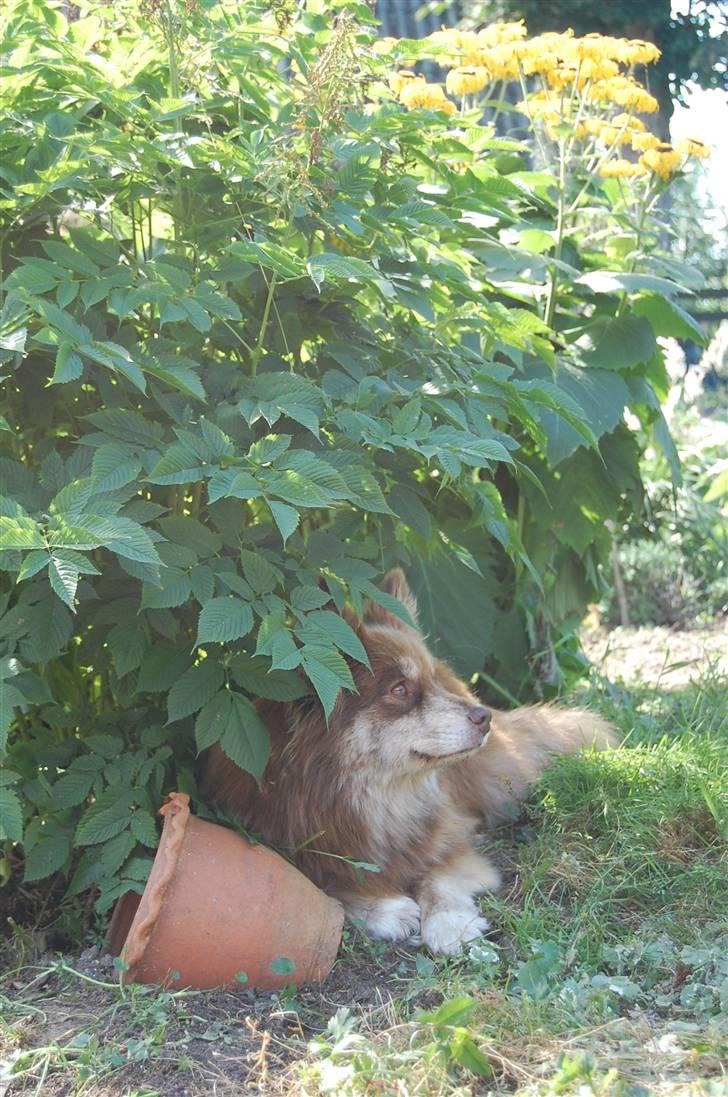 Finsk lapphund Fjällfarmens Qikki - En plads i skyggen :D billede 30