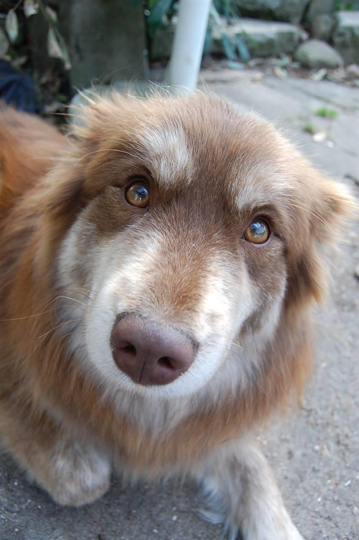 Finsk lapphund Fjällfarmens Qikki - Hehe xD Helt uden ører!  billede 31