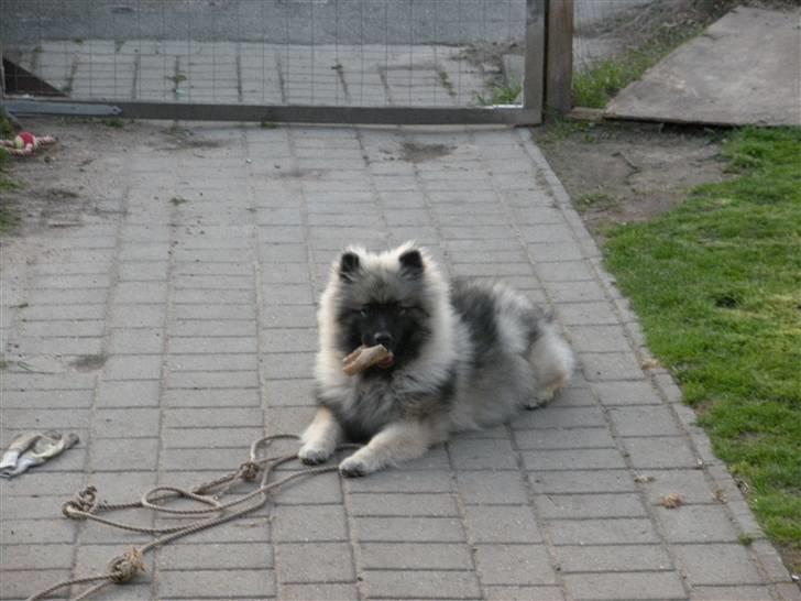 Keeshond Kees my Lovely Marissa - Her kan jeg se hvad der sker billede 6