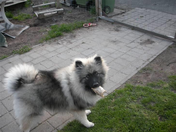 Keeshond Kees my Lovely Marissa - er jeg ikke sød billede 7