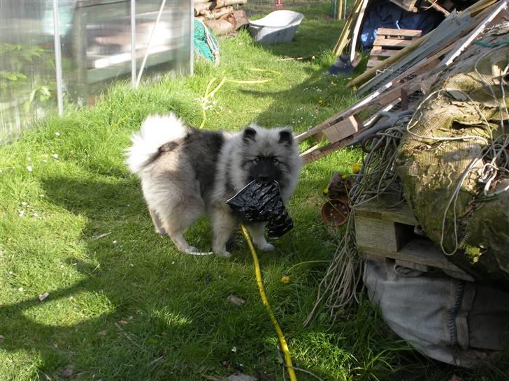 Keeshond Kees my Lovely Marissa - Her er jeg mor billede 8