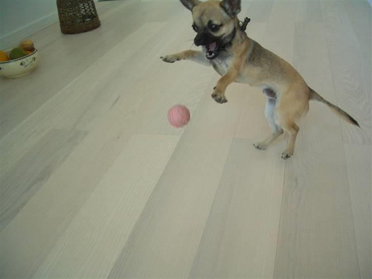 Chihuahua Charlie *LØBET VÆK* billede 8