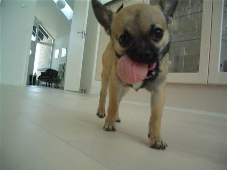 Chihuahua Charlie *LØBET VÆK* billede 9