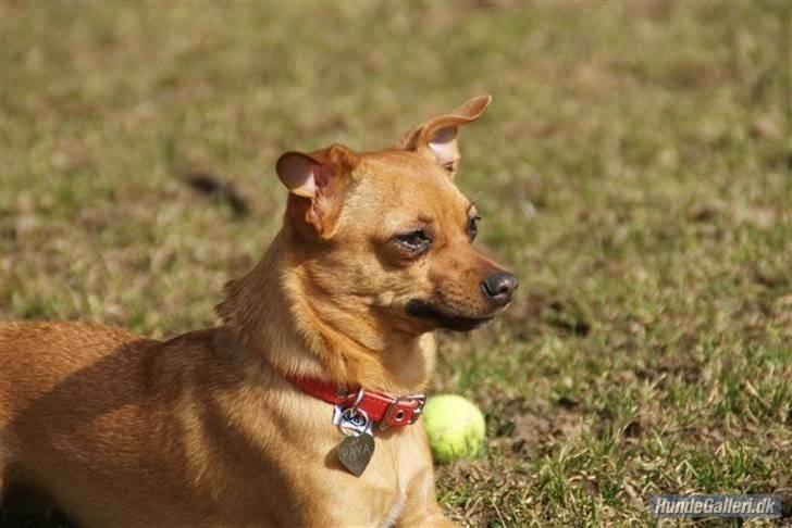 Blanding af racer Chihuahua/Dværgpinscher *~ Paya ~* R.I.P - Til træf ved Utterslev mose d. 26.03.11 billede 20
