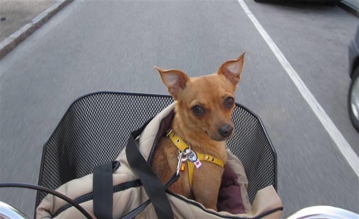 Blanding af racer Chihuahua/Dværgpinscher *~ Paya ~* R.I.P - Hurtigere moar, hurtigere!! :oD billede 18