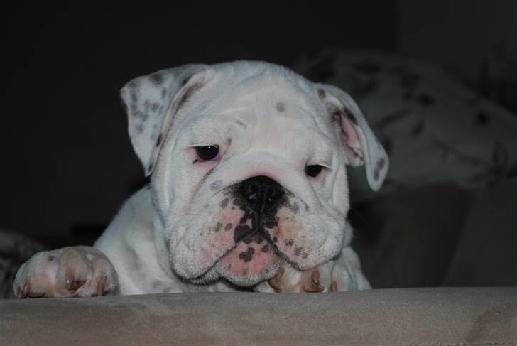 Engelsk bulldog Douglas  - Filosoffen Douglas billede 16