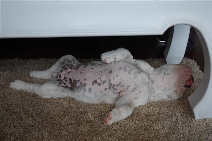 Engelsk bulldog Douglas  - Zzzzzzzzz billede 17