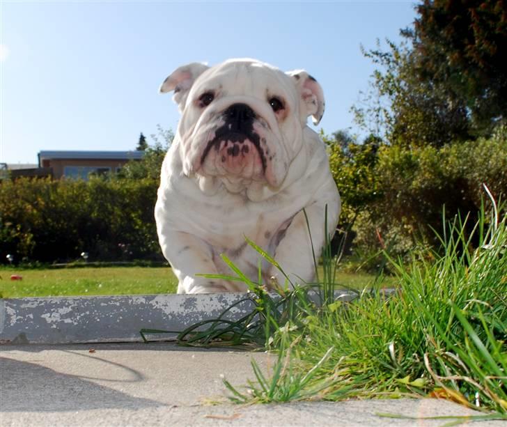 Engelsk bulldog Douglas  - Jeg kommer nuuuu billede 18