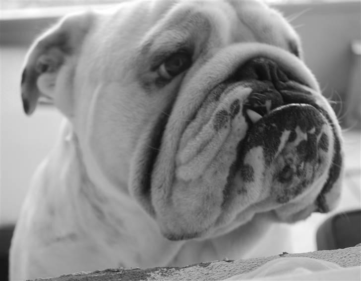 Engelsk bulldog Douglas  billede 19