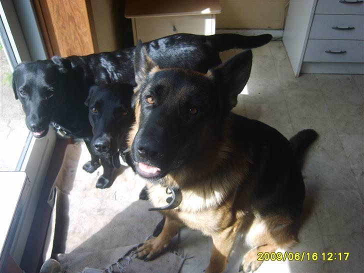 Schæferhund Taico. 2008-2010. R.I.P - nyt billede taget i dag billede 16