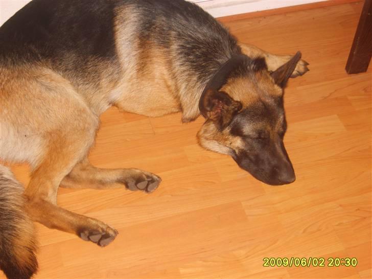 Schæferhund Taico. 2008-2010. R.I.P - nyt billede taget for et stykke siden billede 17