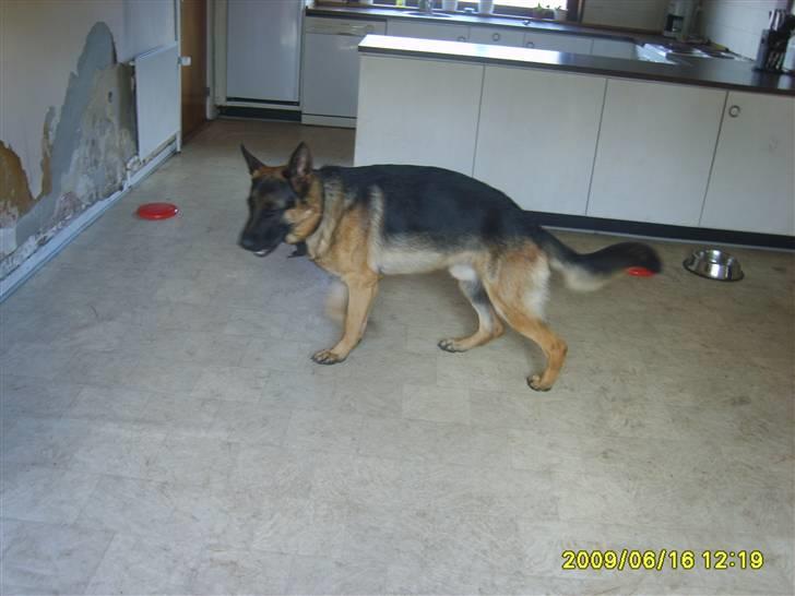 Schæferhund Taico. 2008-2010. R.I.P - men kan ikke mærke hans hofter mere, men han mangler lidt endnu......... billede 18