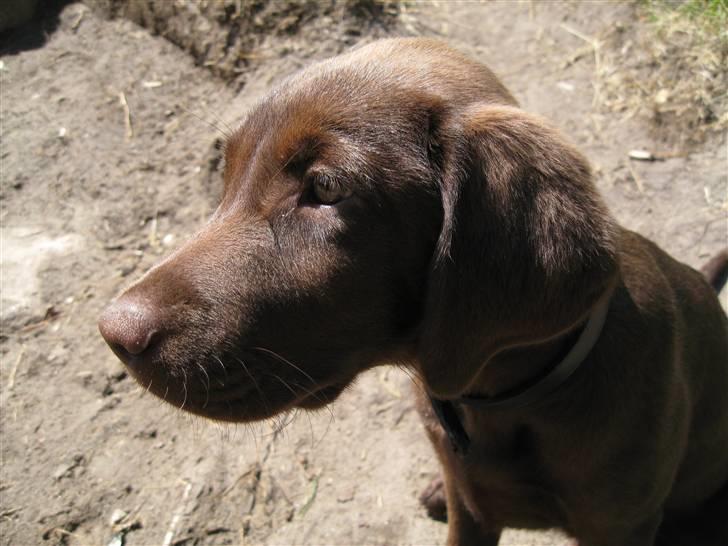 Labrador retriever Morgan billede 16