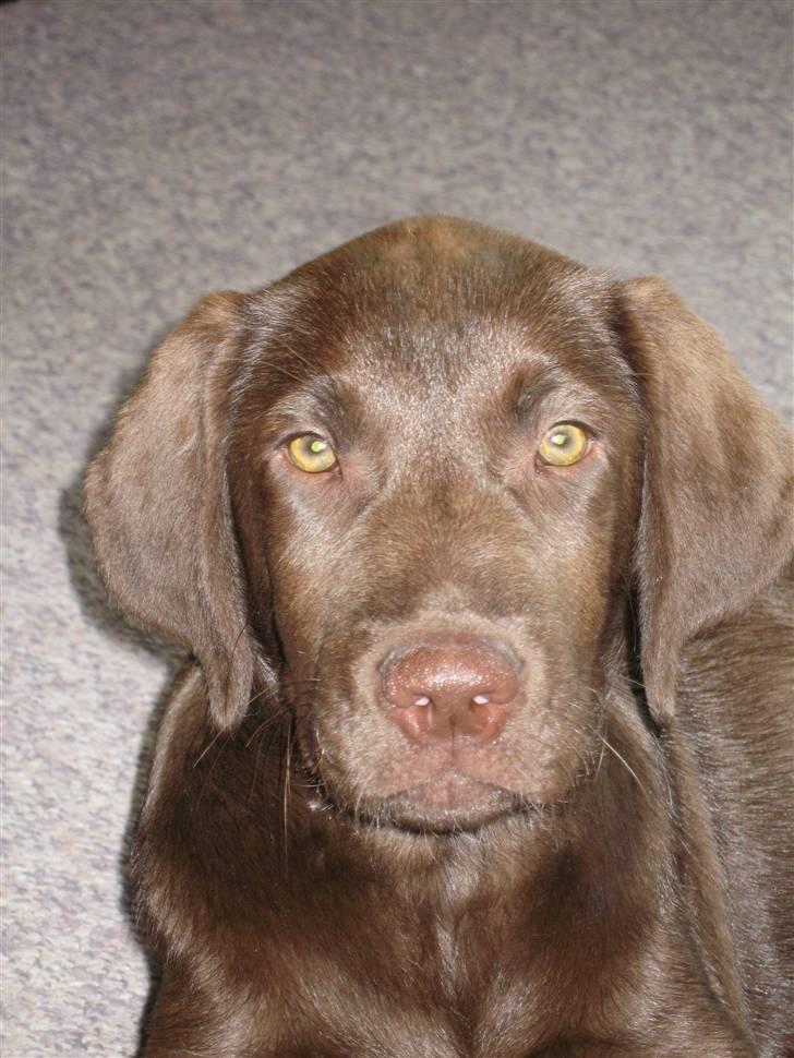 Labrador retriever Morgan billede 17