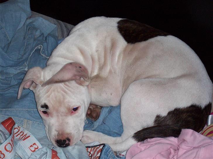 Amerikansk staffordshire terrier Micha billede 1