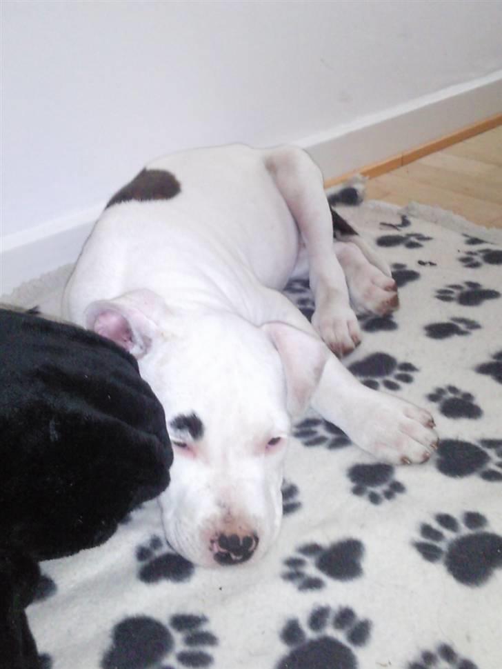 Amerikansk staffordshire terrier Micha billede 2