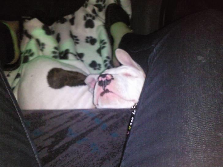 Amerikansk staffordshire terrier Micha - sove-tryne ! ! ! ! ! !   billede 3