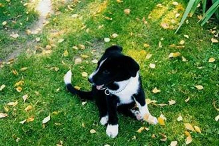 Karelsk bjørnehund Blanding | Snøvs billede 1