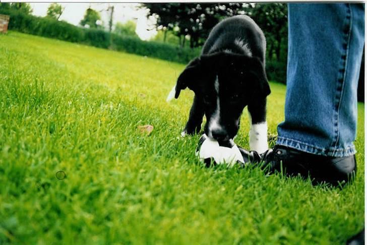 Karelsk bjørnehund Blanding | Snøvs billede 2