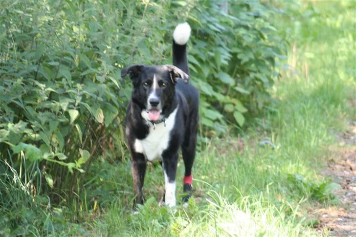Karelsk bjørnehund Blanding | Snøvs billede 3