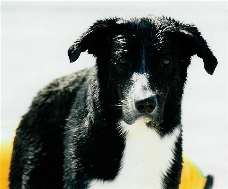 Karelsk bjørnehund Blanding | Snøvs billede 4