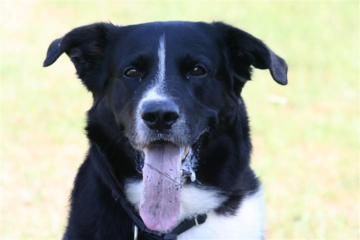 Karelsk bjørnehund Blanding | Snøvs billede 5