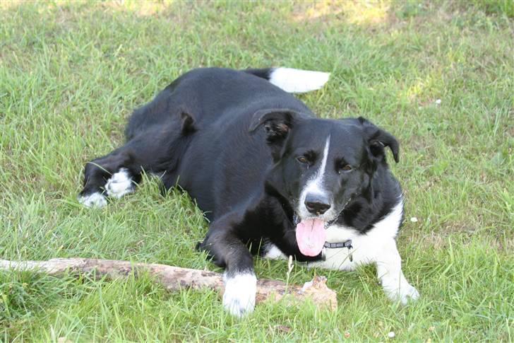 Karelsk bjørnehund Blanding | Snøvs billede 6