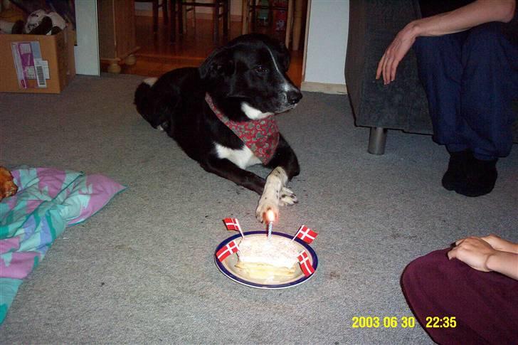 Karelsk bjørnehund Blanding | Snøvs billede 7