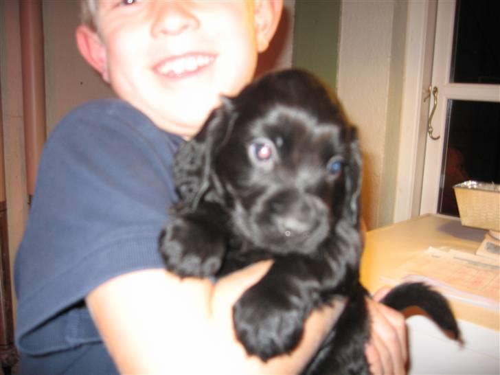 Field Trial Cockerspaniel Magnus - Her er jeg 6 uger gammel og ser min nye familie første gang billede 1