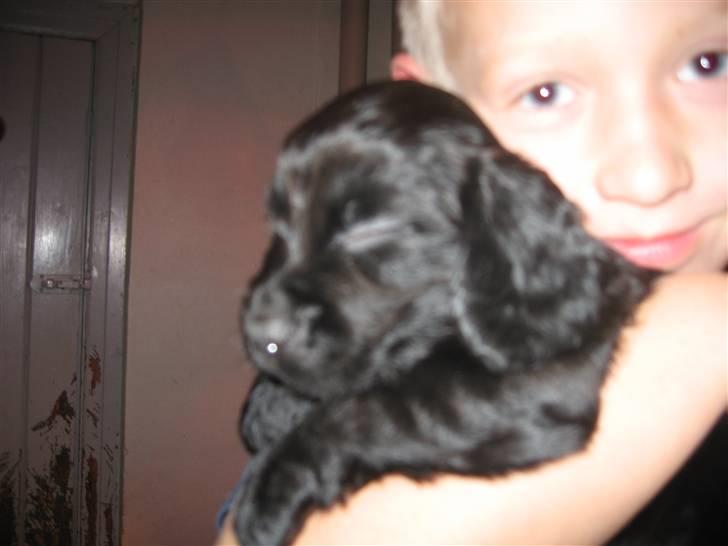 Field Trial Cockerspaniel Magnus billede 2