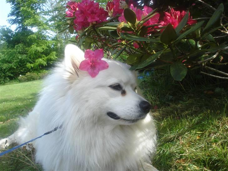 Samojedhund Vaks <3 - Mente jeg var en dreng #Fotograf: Anne-Mette Fogh# billede 16