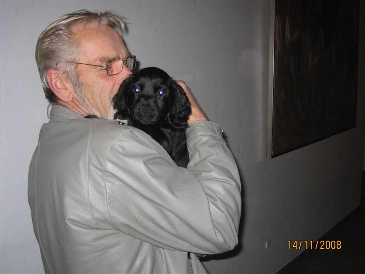 Field Trial Cockerspaniel Magnus - Her er jeg lige kommet hjem til min nye familie - 8 uger gammel og ser min bedstefar for 1.gang billede 3