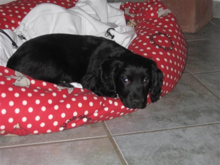 Field Trial Cockerspaniel Magnus billede 4